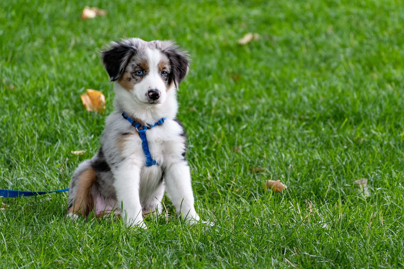 Dog-exercise-2.jpg