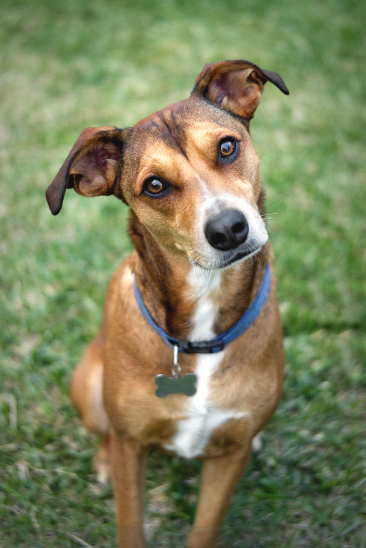 Dog-exercise-3.jpg