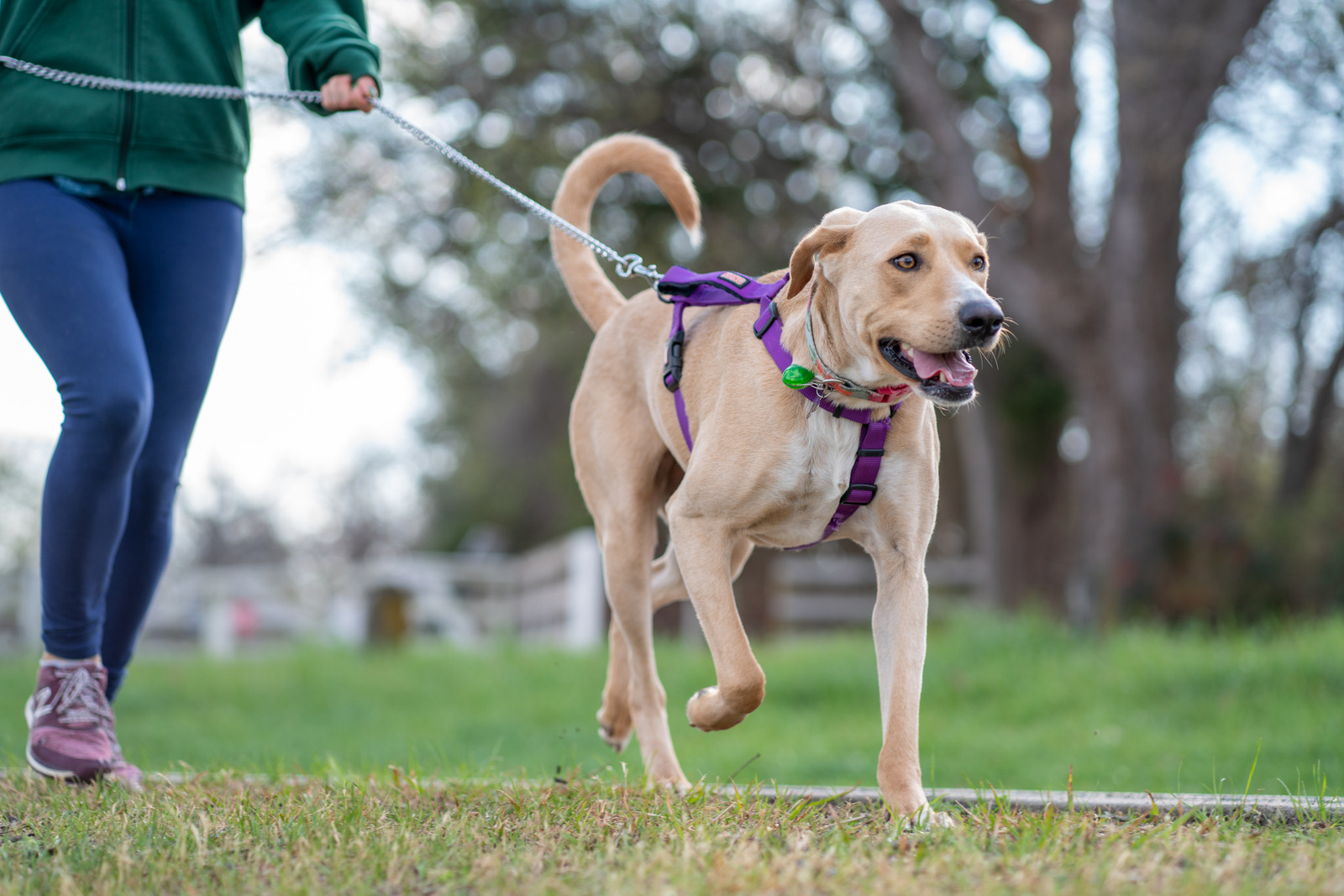 Dog-exercise-4.jpg