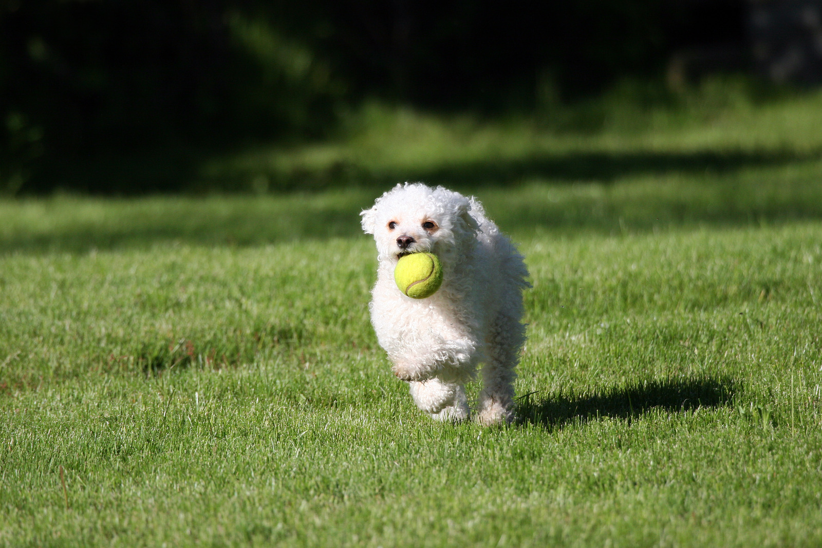 Dog-exercise-feature.jpg