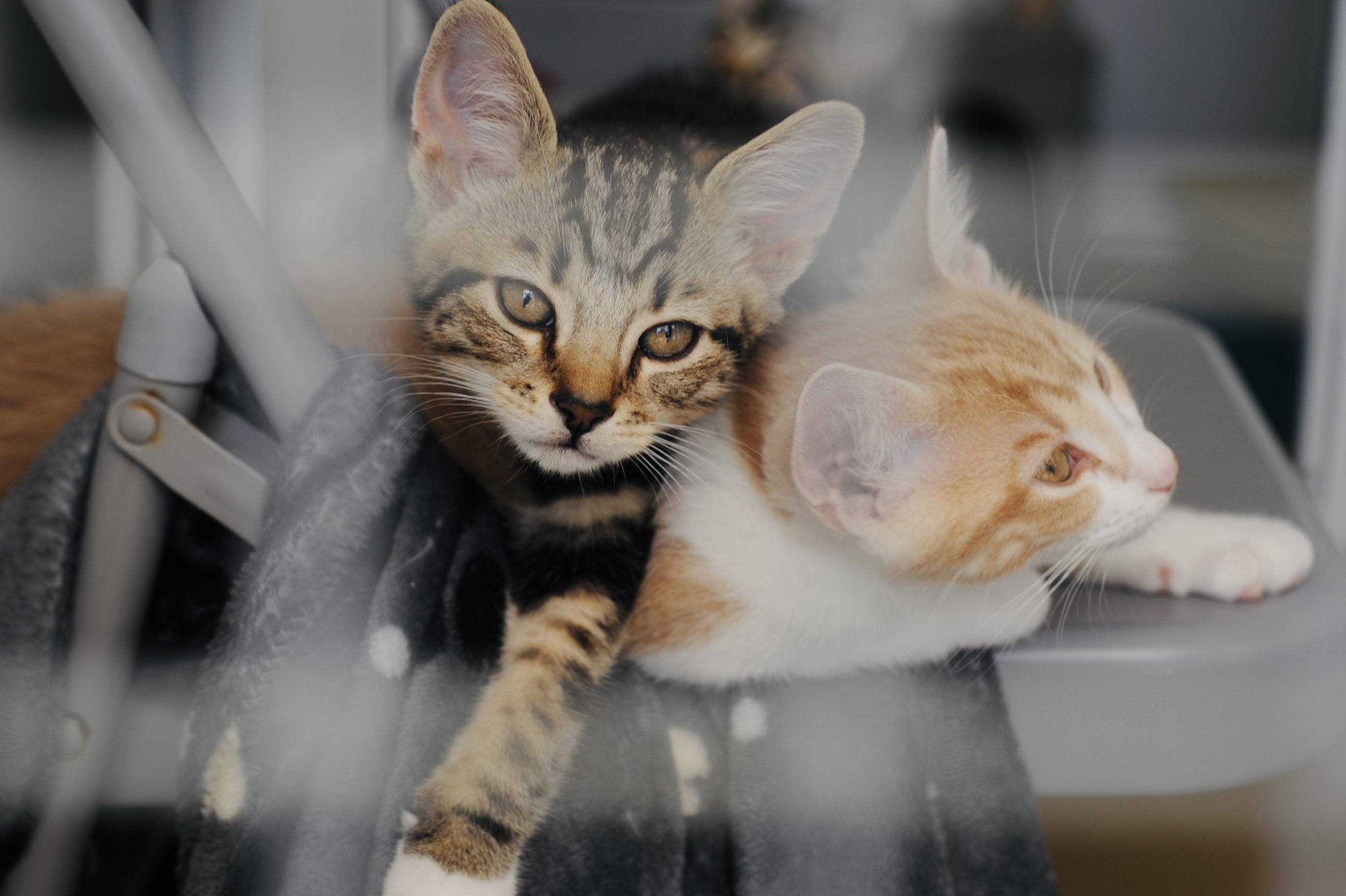 London-Kittens-July-26-2-scaled.jpeg