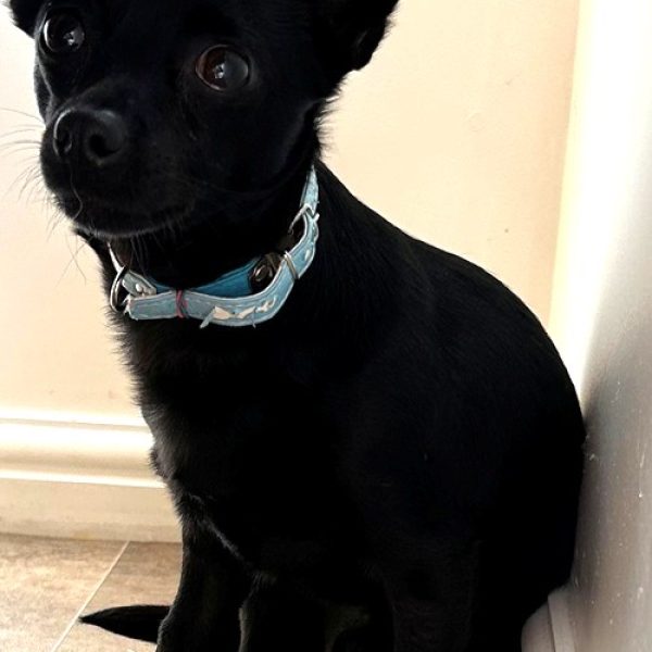 Bear Chi May 2026 Bear Chi May 2026