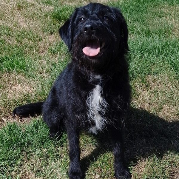 Bella S-M Xbreed – May 2026 (RESIZED) Bella S-M Xbreed - May 2026 (RESIZED)