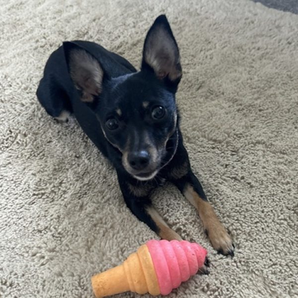 Coco Chihuahua April 2026 (RESIZED)