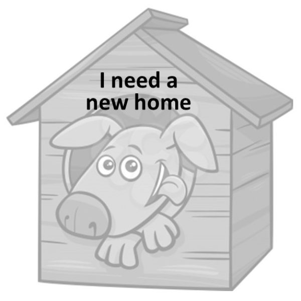 Dog kennel2 Dog kennel2