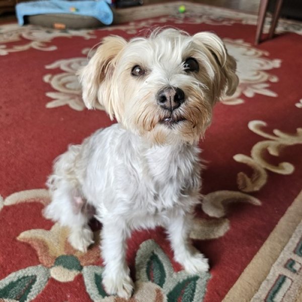 Dusty Yorki X Jun 2026