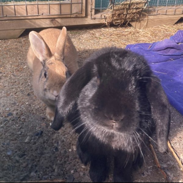 Greggy and Emmy rabbits Greggy and Emmy rabbits