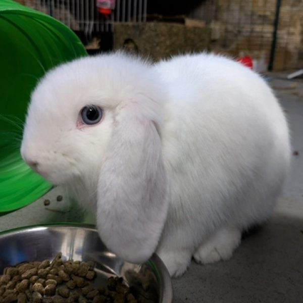 Harper Rabbit for Website