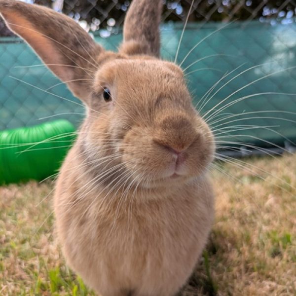 Honey Rabbit Jun 2026