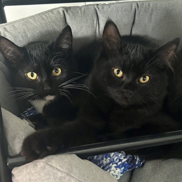 June Kitten 2+3 (RESIZED) June Kitten 2+3 (RESIZED)