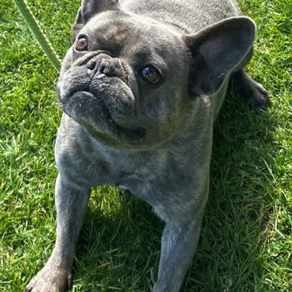 Lily Frenchie APR 2026 (RESIZED)