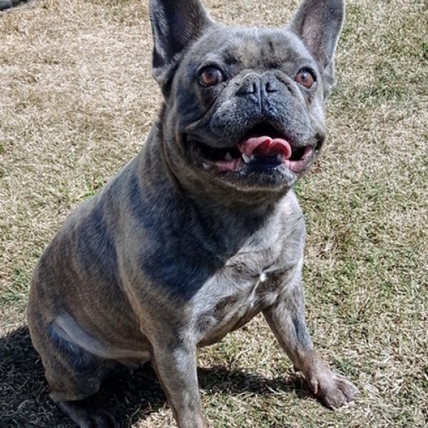 Lily Frenchie for Website (RESIZED)