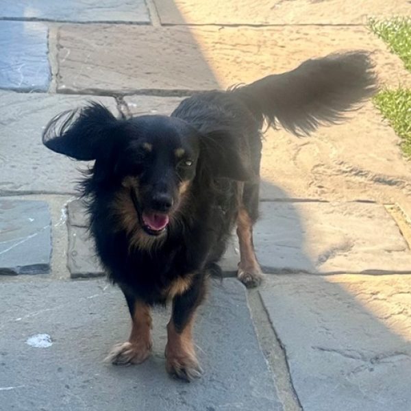 Lincoln – Dachshund – Aug 2026 Lincoln - Dachshund - Aug 2026
