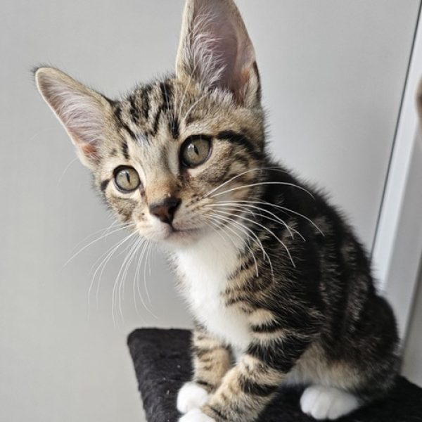 London Kitten 4 AKA Linguine
