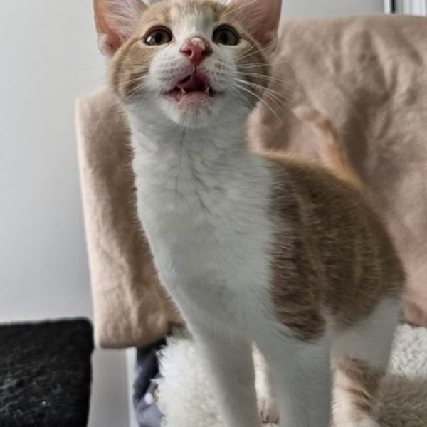 London Kitten 5 Lychee