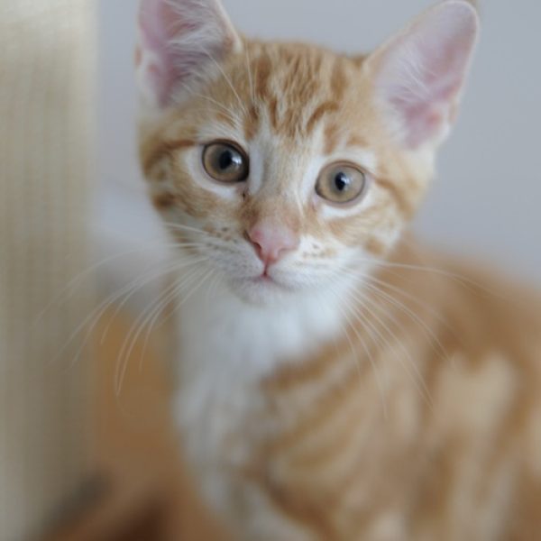 London Kitten 6 AKA Lemon (RESIZED) London Kitten 6 AKA Lemon (RESIZED)