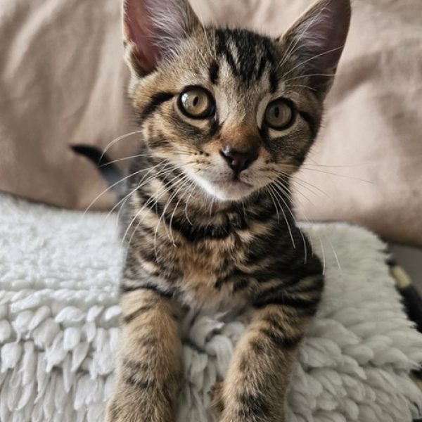 London Kitten 7 Top Cat