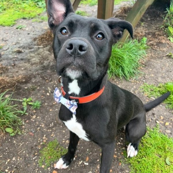 Lottie Staffie Lottie Staffie