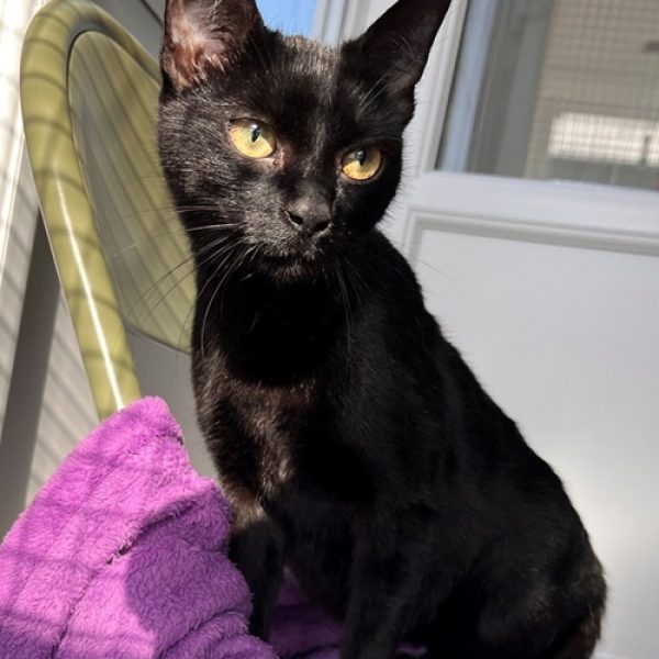 Luna feb 26, dsh, black (Resized) Luna feb 26, dsh, black (Resized)