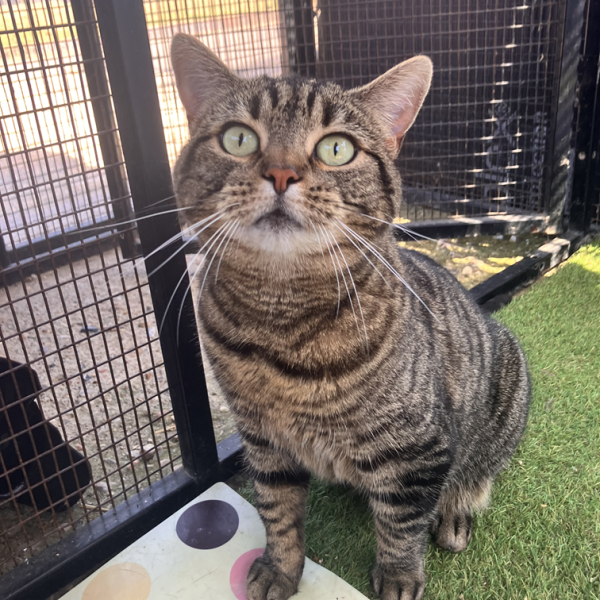 Mia- Tabby new pic for website – June 2026 Mia- Tabby new pic for website - June 2026