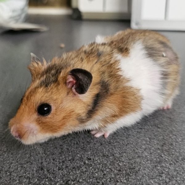 Milo Hamster Milo Hamster