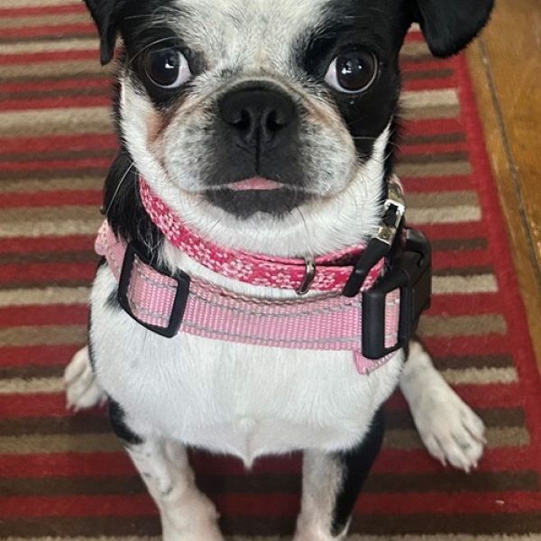 Peanut Pug X Aug 2026 (NEW FOR WEBSITE) Peanut Pug X Aug 2026 (NEW FOR WEBSITE)