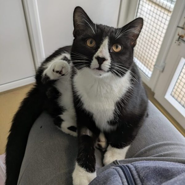 Shadow for Website Shadow for Website