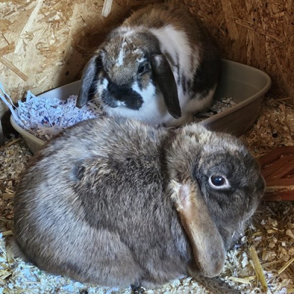 Toffee & Fudge APR 2026 RESIZED