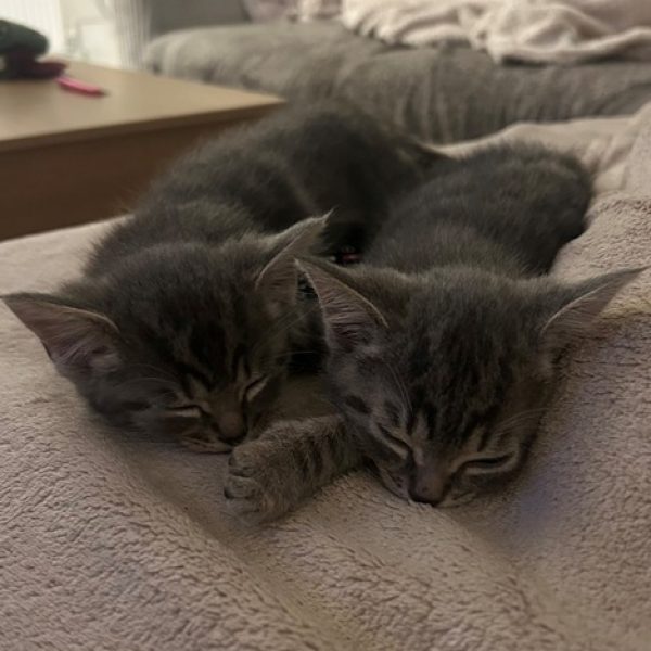 Turners kittens Turners kittens