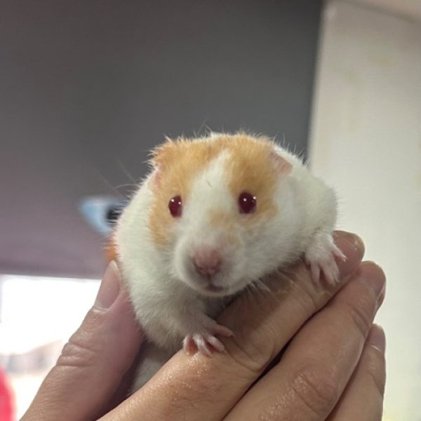 Ziggy Hamster Oct 2026 Ziggy Hamster Oct 2026