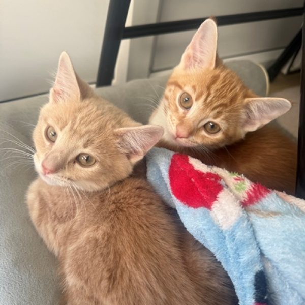 london kittens female