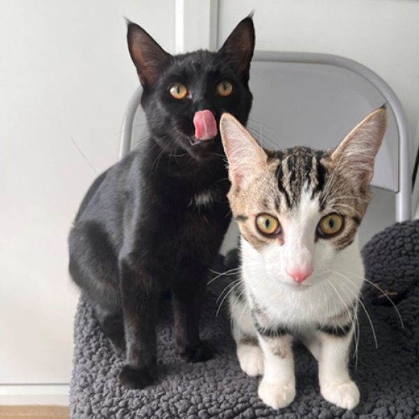 pepper and tofu for website