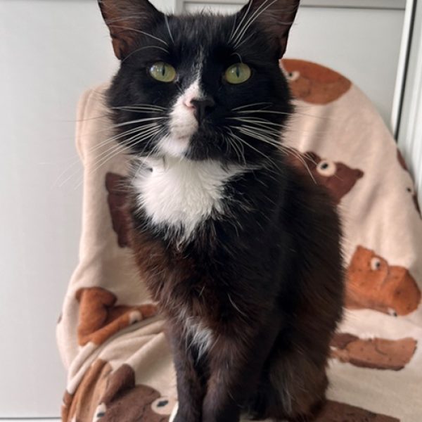 ringo (rosemary stray) for website