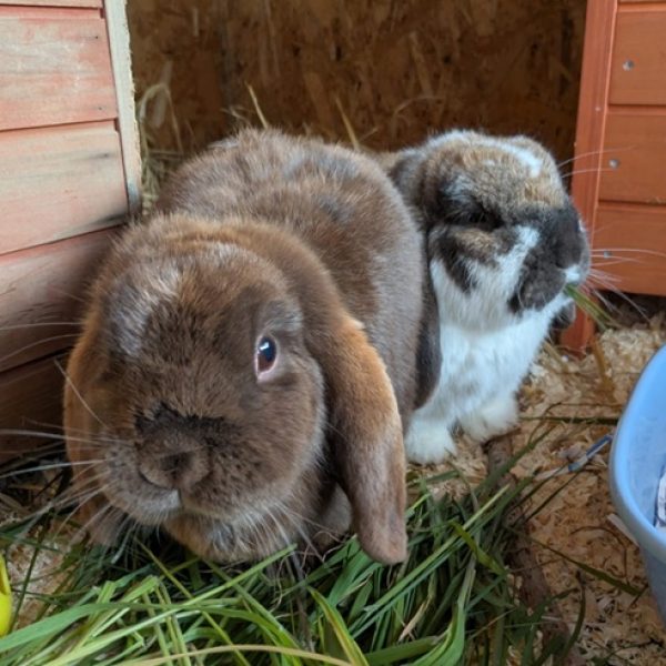 toffee & Fudge for website (RESIZED)